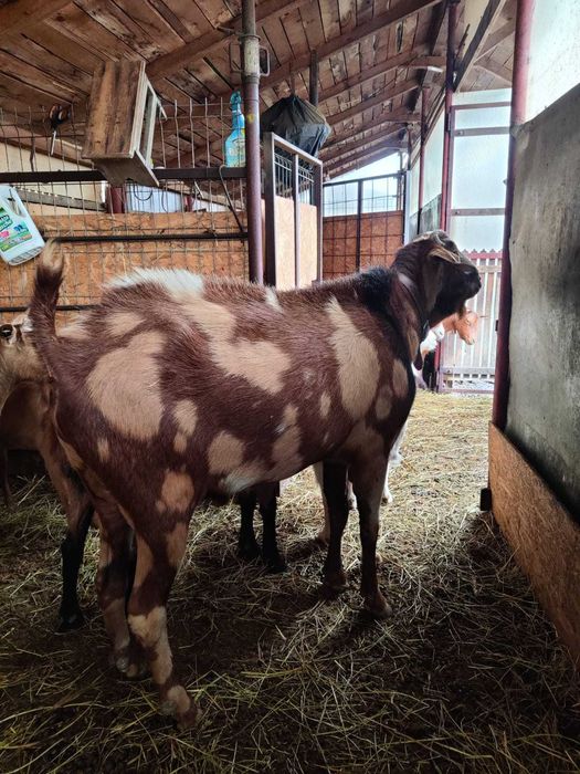 Țap anglonubian de vanzare