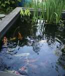Коя кои Рыба для прудов разное размеры koi koya