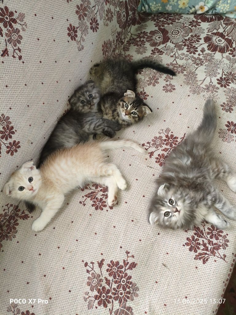 Продаётся скоттиш-фолд