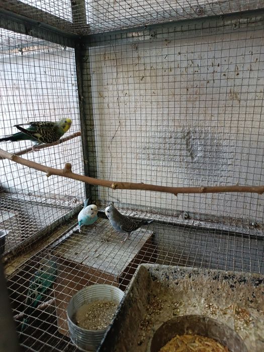 Продаётся взрослые пары волнистых попугай