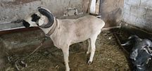 Meranos quchqor.3 yosh.83 kg