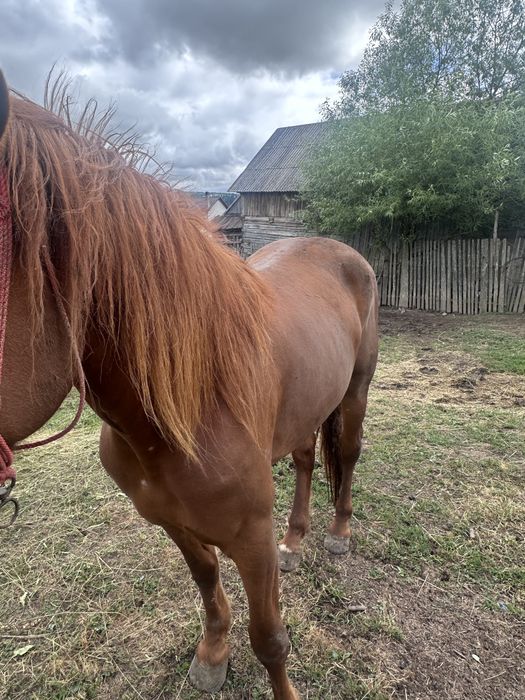 Vand mânză de 2 ani jumate