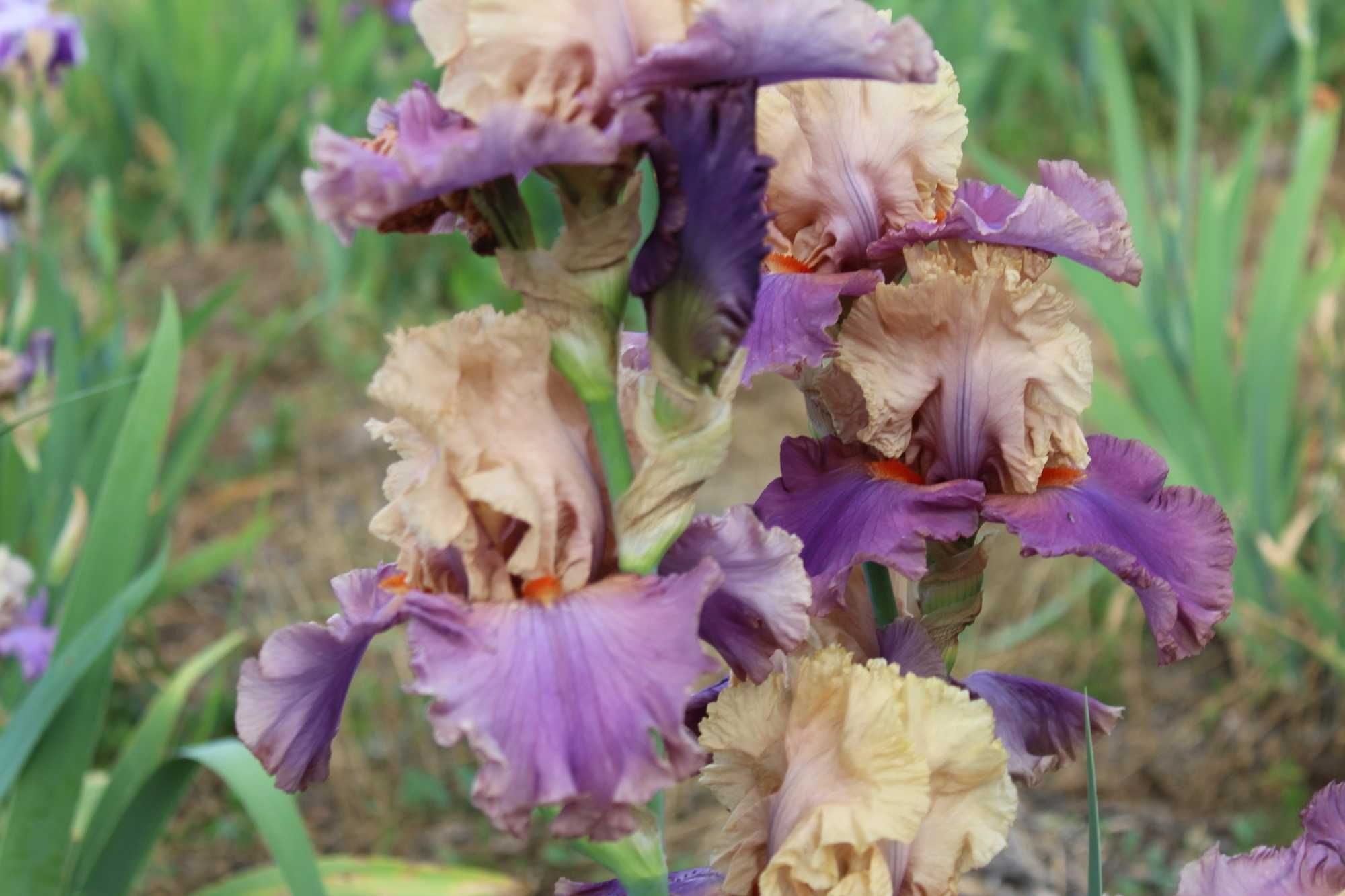 Сортови   ириси (iris beadrded)