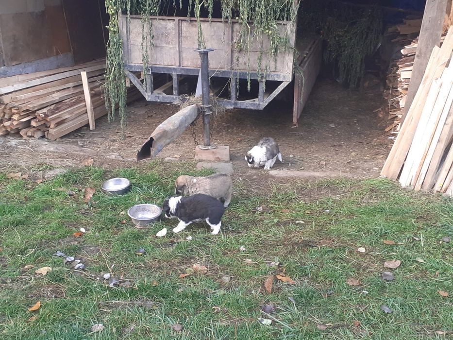 Catei pentru adoptie