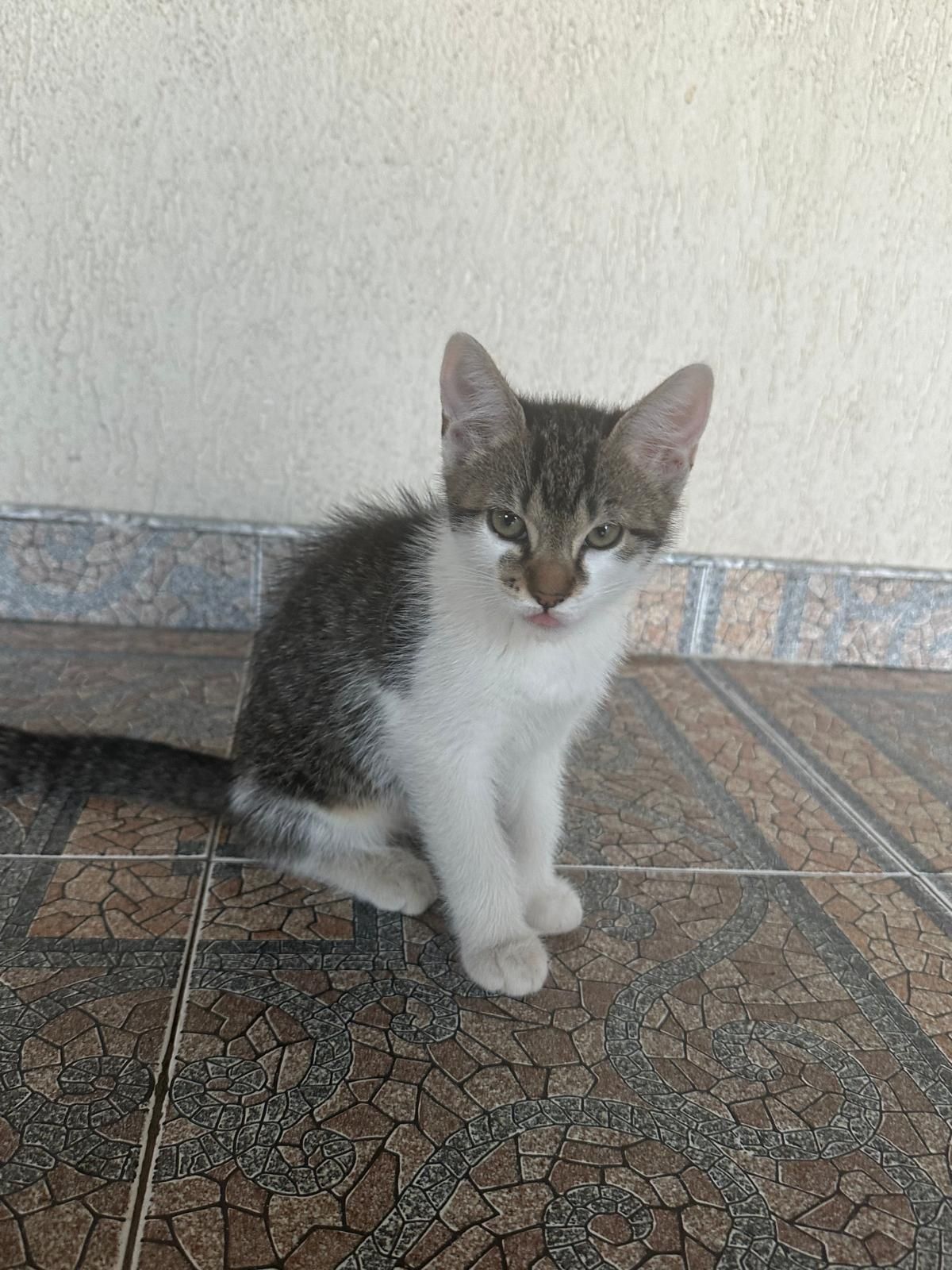 Donez pisică 2,5 luni