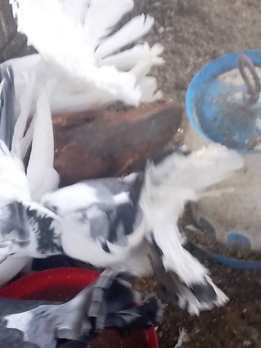 Porumbei de vânzare