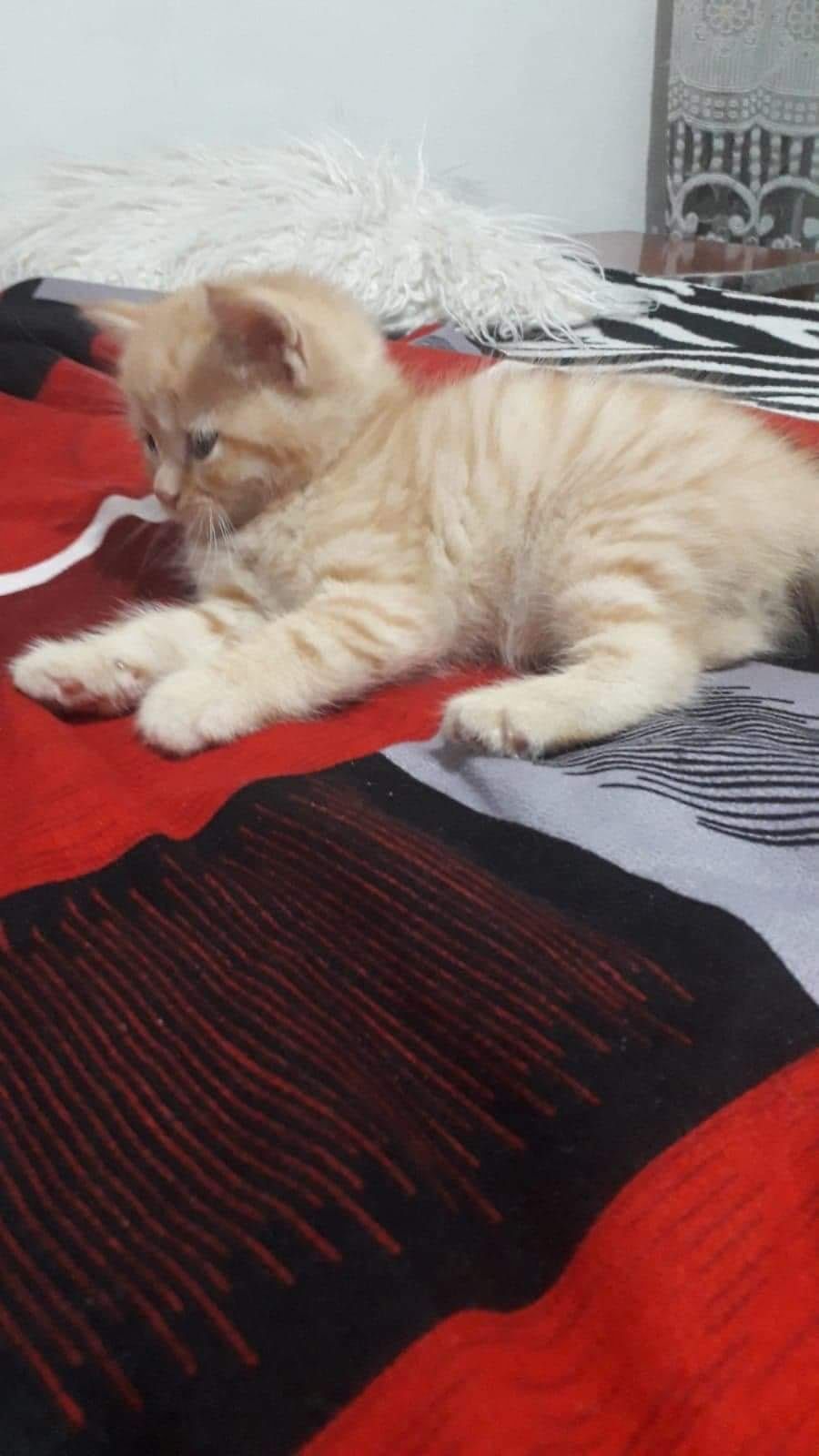 British Shortahir Orange