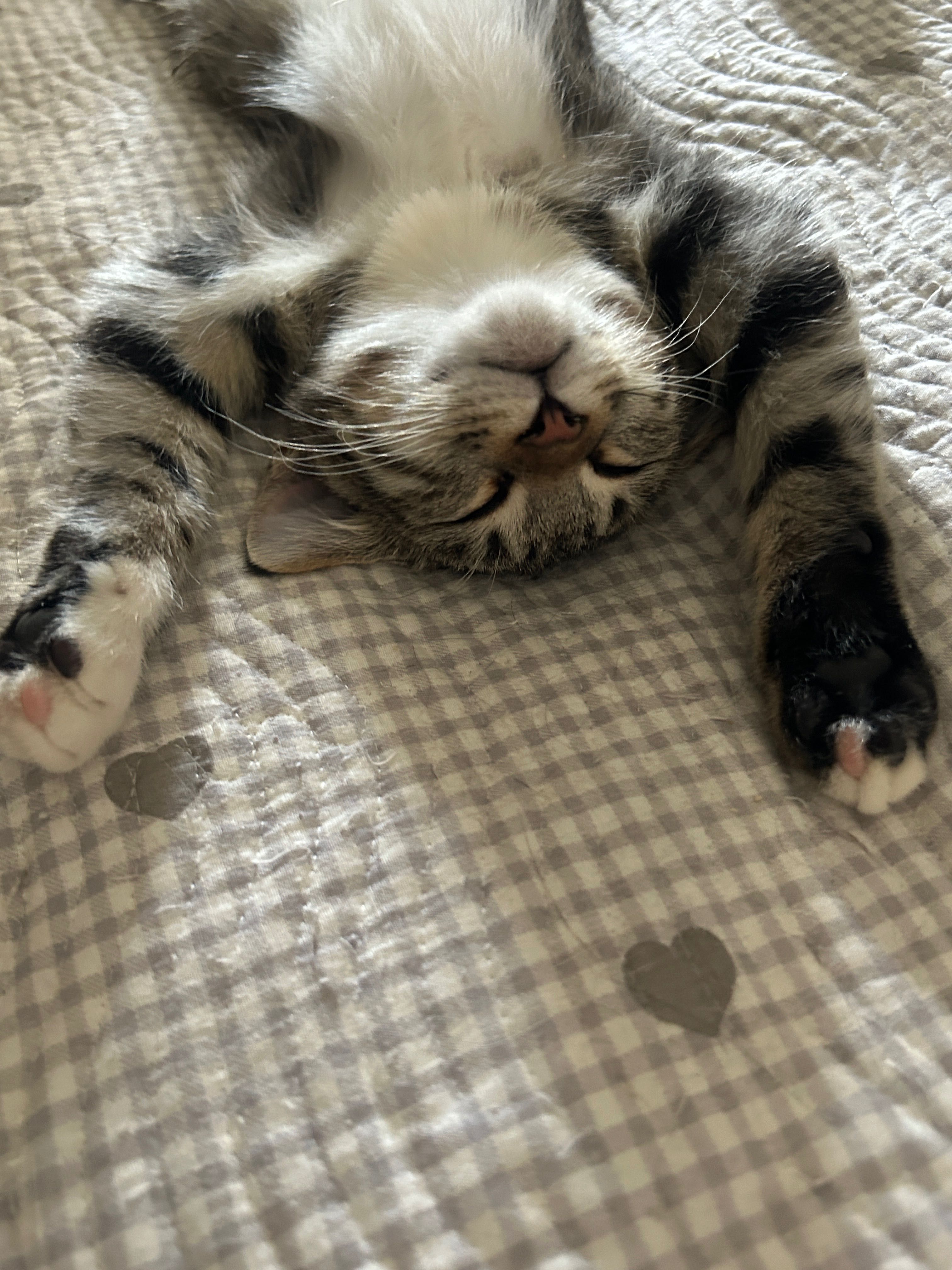 Домашние котята в добрые руки!