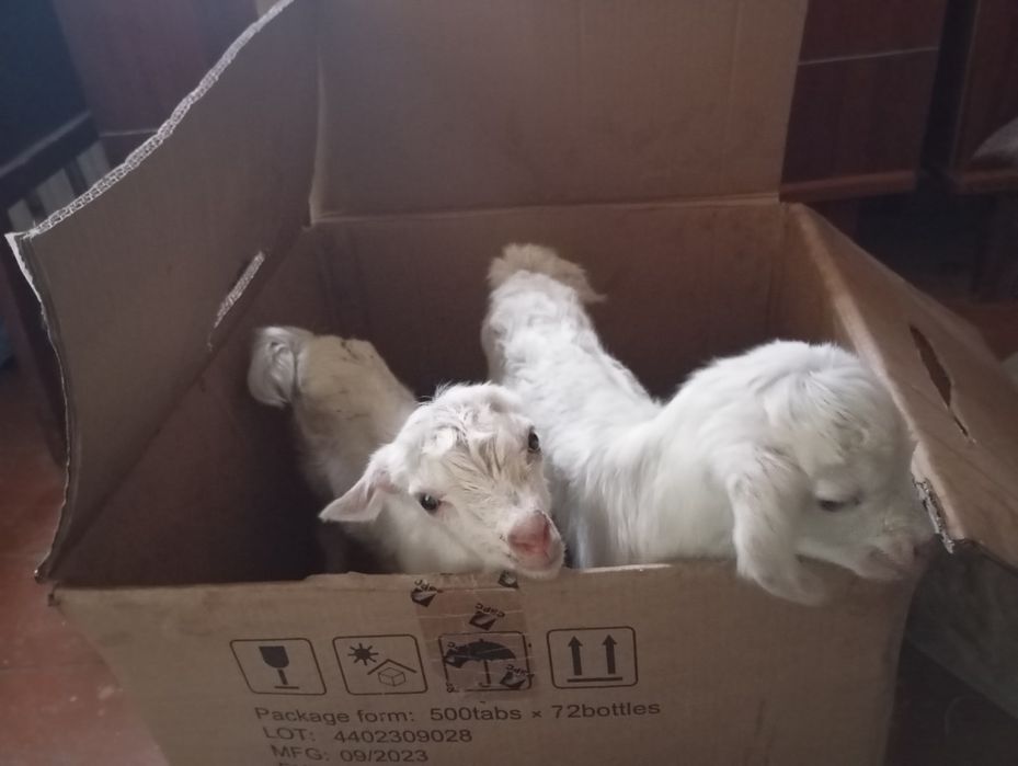 Продаётся зааненский козёл