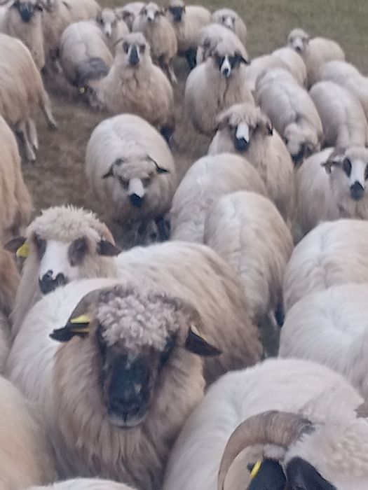 100 de oi țurcane  tinere .