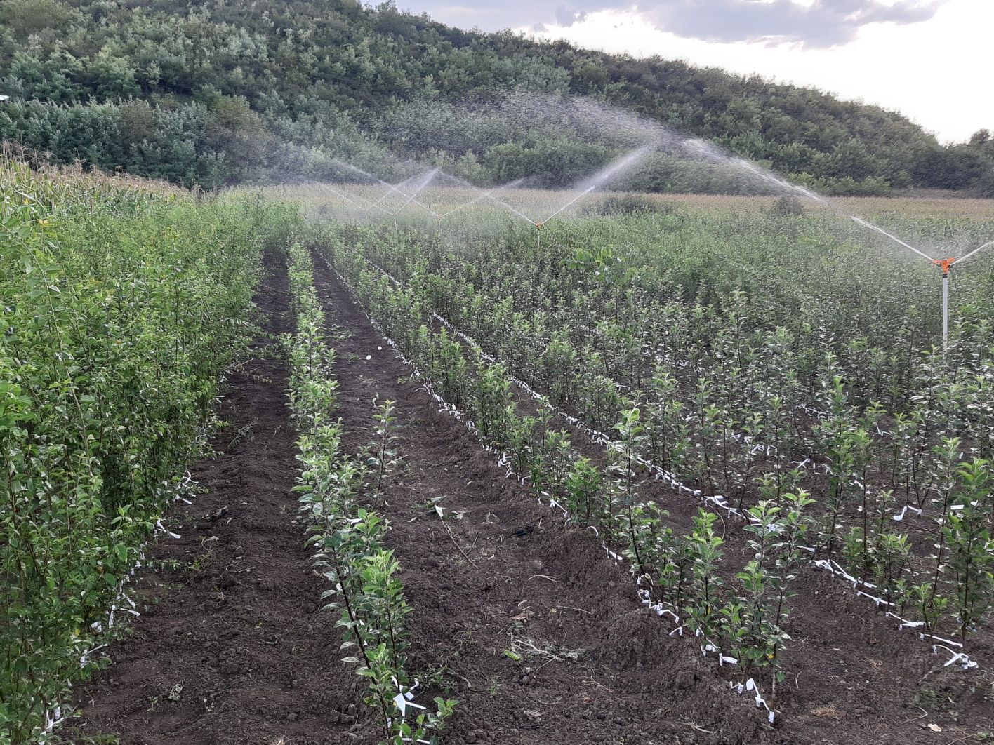 Pomi fructiferi altoiti-Nuc selectionat Aluni Zmeura pt livezi