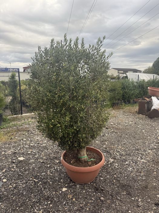 Maslini secular Pon pon ( bonsai )