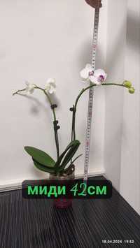 Орхидея /Phalaenopsis Afrodita Orchid/ миди 42см