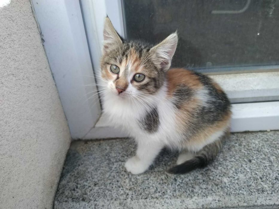 Две котешки момичета търсят своя добър и грижовен осиновител