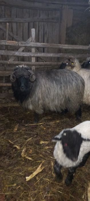 Vând două oi fătate