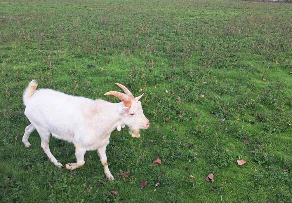 Мъжки ярета за разплод