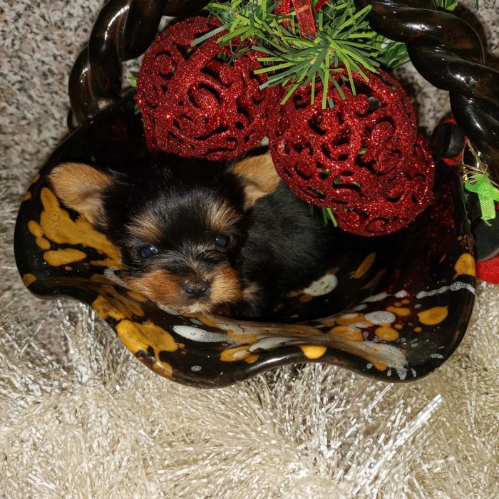 Мини Йорки.    .