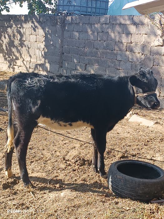 Ona bola Sigir sotiladi Shved zotli