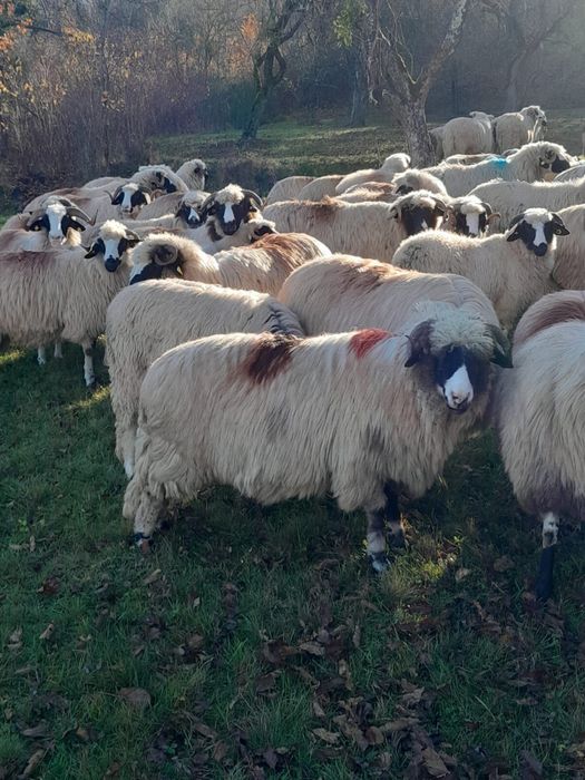 Vand 4 oii breze cu nasul alb