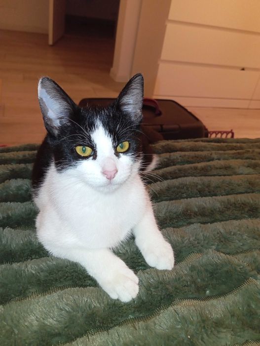 Adopție gratis pui pisica 6 luni, spalata, deparazitata, blanda