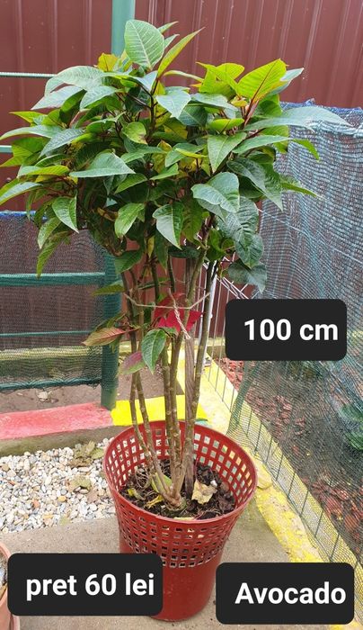 Avocado/Cactus/Oregano/etc