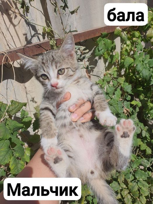 котята в добрые руки бесплатно