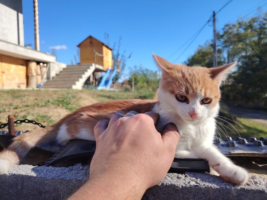 donez o pisicuta cu tot cu mancare