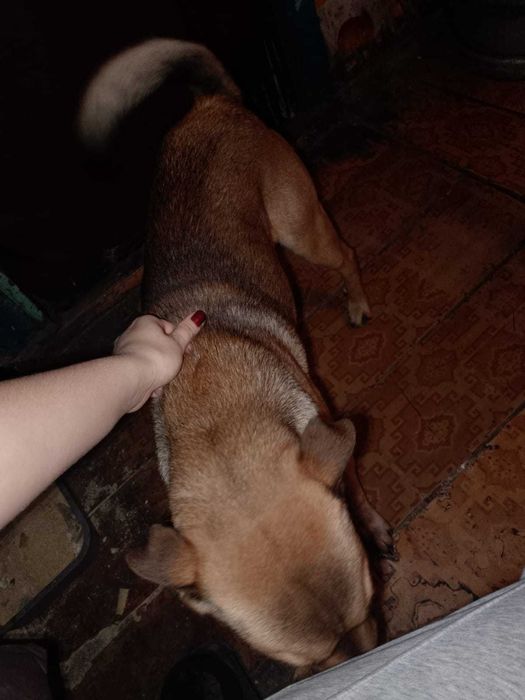 отдам собаку пароды Шарпей