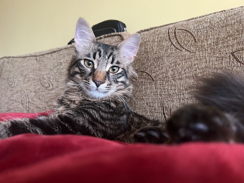 Коте за осиновяване