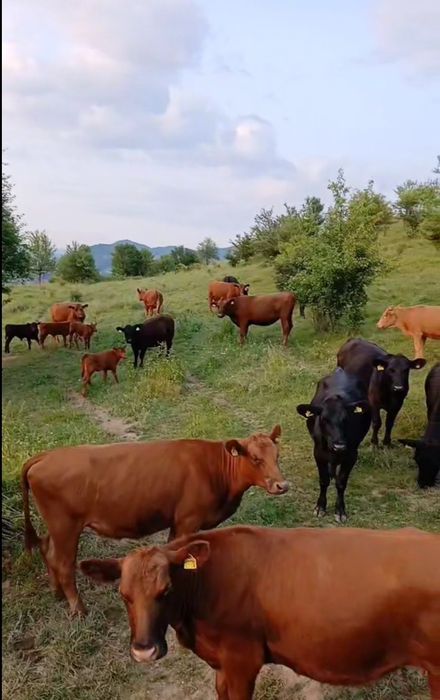 Vand juninci angus