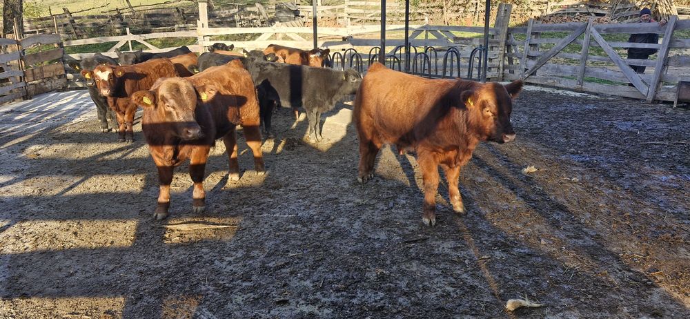 Vand 9 taurasi si 3 vitele