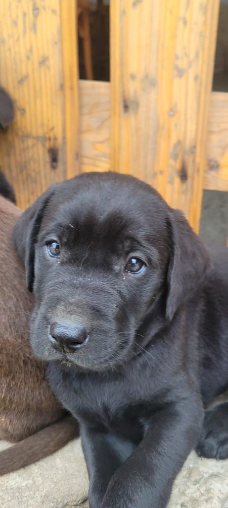Labrador retriever negru