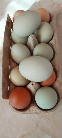 Куриные инкубационные яйца