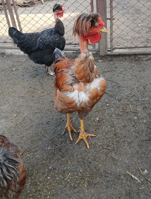 Gaini golasi motațe