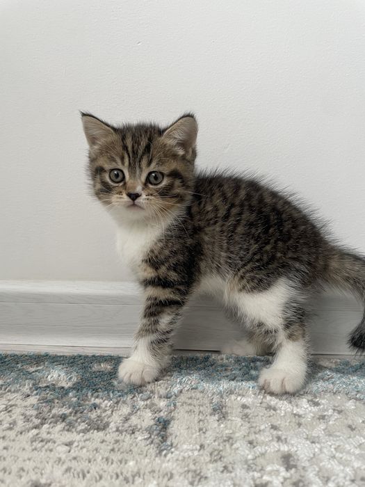 Марғаулар 1.5 айлық