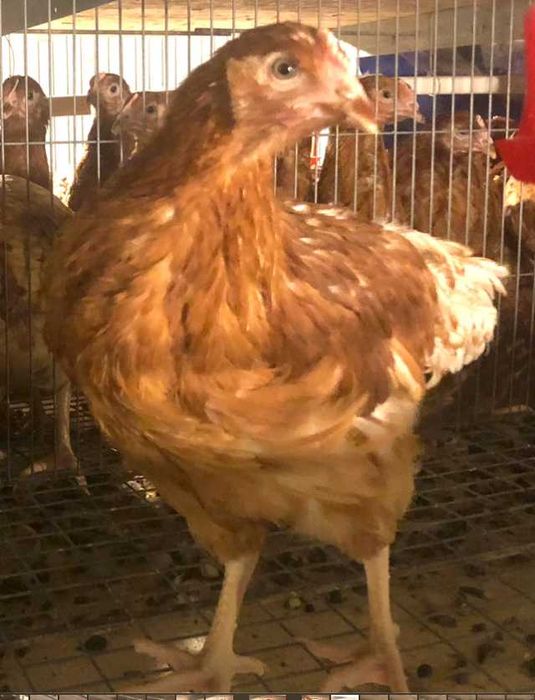 Ști care este diferența dintre o Puicuță Ouătoare și o Găină Reformă?