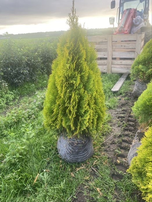 Plante ornamentale