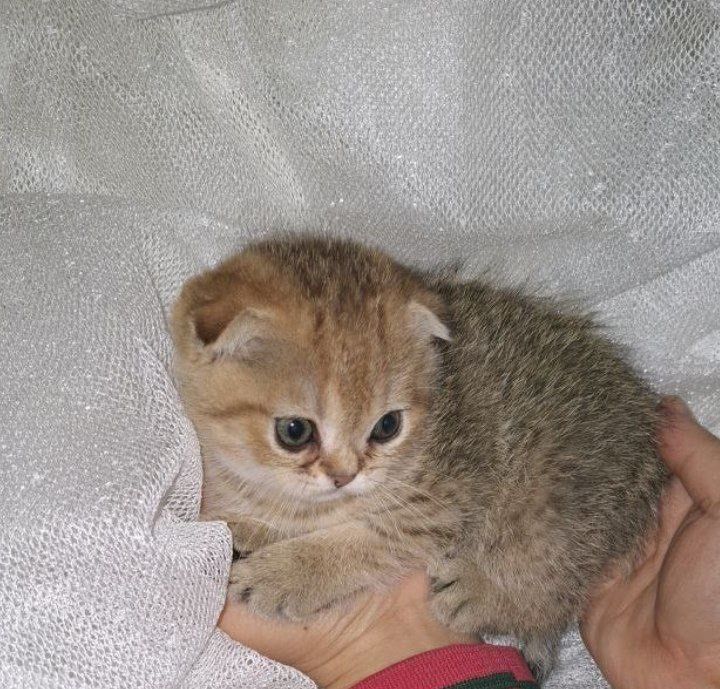 продяется котята в хорошие руки