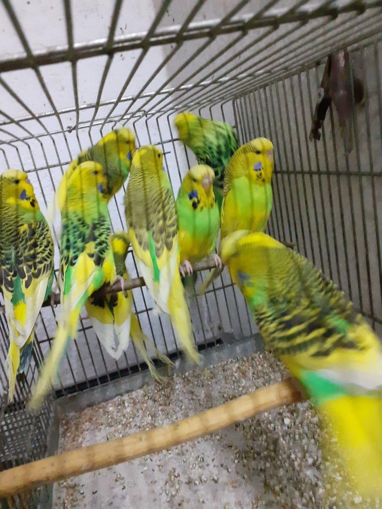 Papagali peruș diferite culori pui svmaturi din propria crescătorie