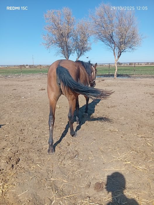 Ikalasiyam kata buğoz