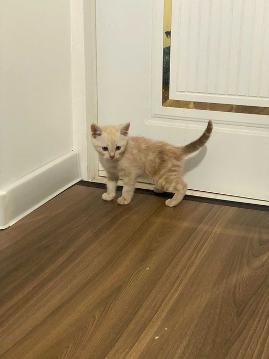 Шотландская вислоухая и прямоухая