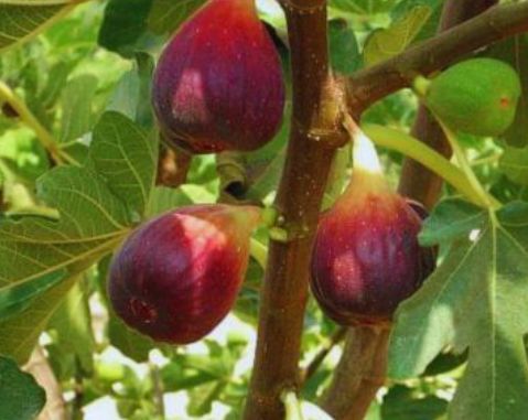 Pomi Fructiferi Exotici (Smochin )