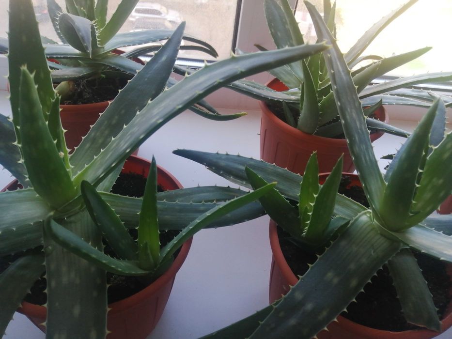 Продам алоэ вера