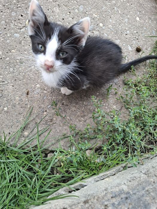 Donez pui pisici
