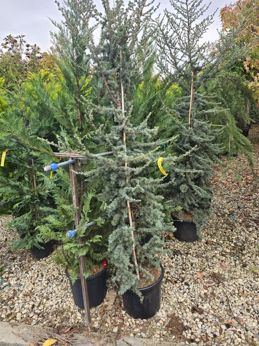 Brazi de Crăciun la ghiveci  si cu balot de pământ