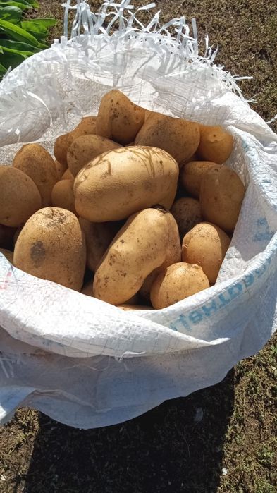 Продам Картофель