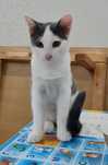 Кошка и котенок бесплатно