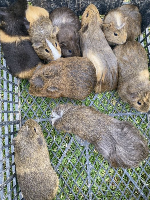 Porcușori de guineea