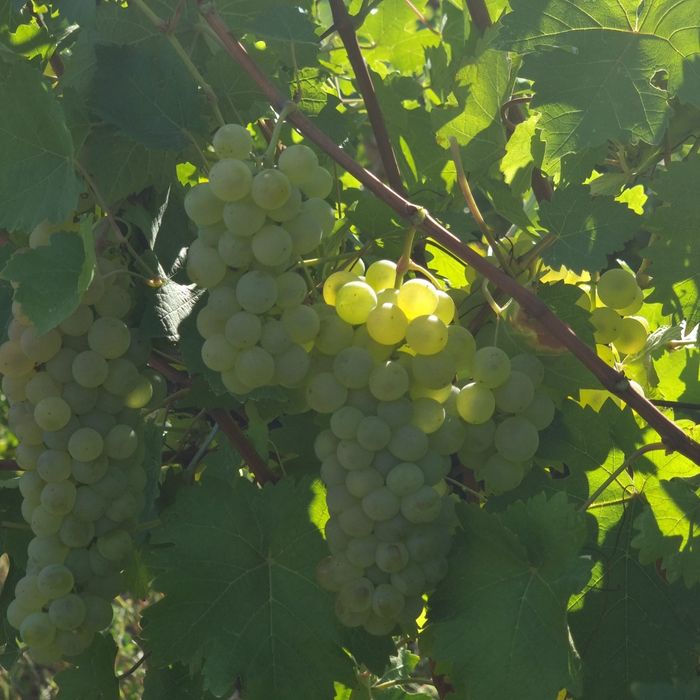 Vand Struguri pt vin