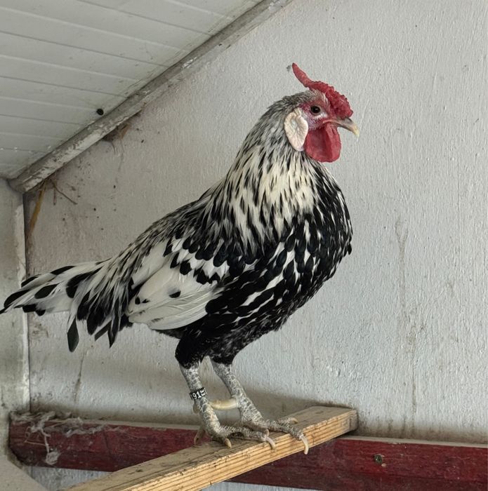 Pereche Păduane și Familie Hamburg